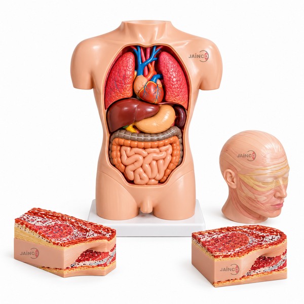 Human Torso 90cms